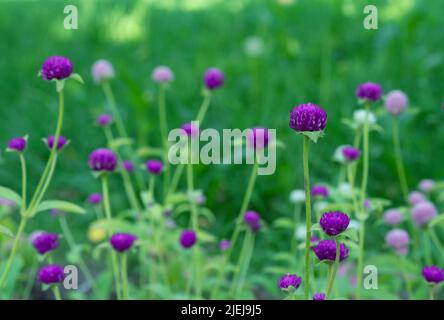 Gomphrena globosa blüht im Frühling. Amaranth, Makhmali und Vadamalli. Lila Blüten im Garten. Stockfoto