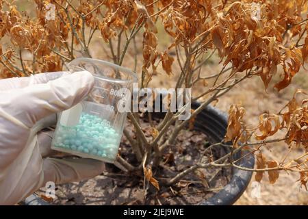 Harnstoff gefährliche Chemikalie in der Hand Stockfoto