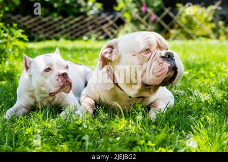 Zwei Hunde starke White American Bulldog Rüde und American Bully Hündin im Freien Stockfoto