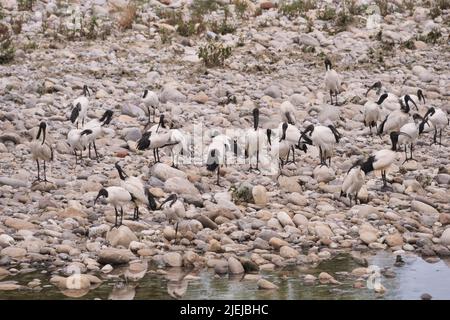 Eine Kolonie des heiligen Ibis entlang Brembo Fluss, Lombardei, Italien Stockfoto