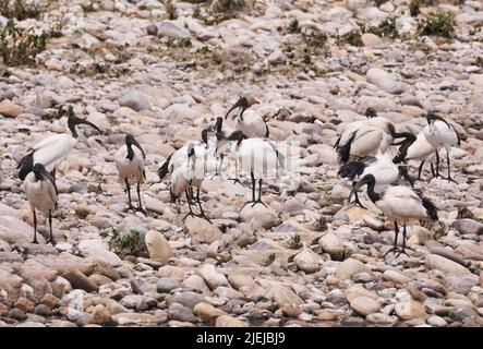 Eine Kolonie des heiligen Ibis entlang Brembo Fluss, Lombardei, Italien Stockfoto