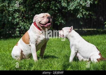 Zwei Hunde starke White American Bulldog Rüde und American Bully Hündin im Freien Stockfoto