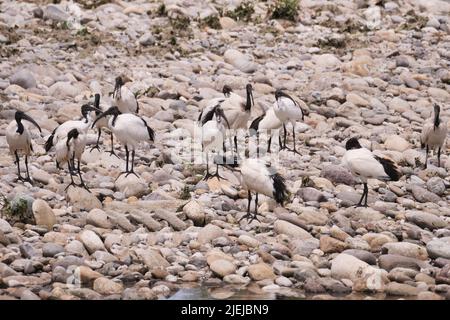 Eine Kolonie des heiligen Ibis entlang Brembo Fluss, Lombardei, Italien Stockfoto