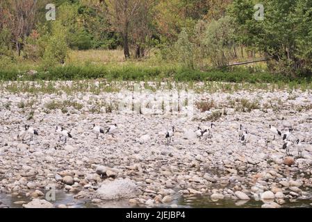 Eine Kolonie des heiligen Ibis entlang Brembo Fluss, Lombardei, Italien Stockfoto