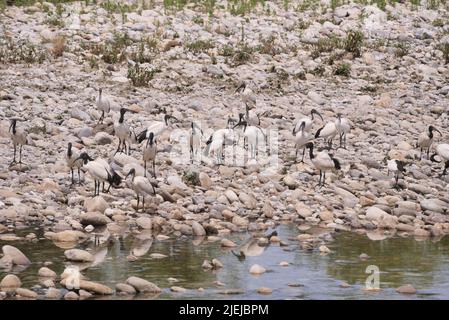 Eine Kolonie des heiligen Ibis entlang Brembo Fluss, Lombardei, Italien Stockfoto