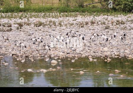 Eine Kolonie des heiligen Ibis entlang Brembo Fluss, Lombardei, Italien Stockfoto