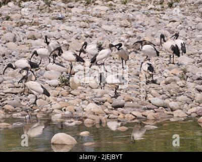 Eine Kolonie des heiligen Ibis entlang Brembo Fluss, Lombardei, Italien Stockfoto