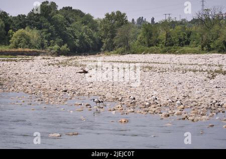 Eine Kolonie des heiligen Ibis entlang Brembo Fluss, Lombardei, Italien Stockfoto