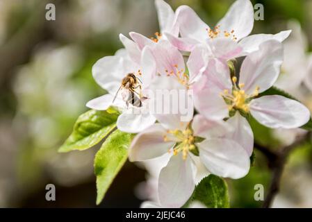 Apple Blossom Stockfoto