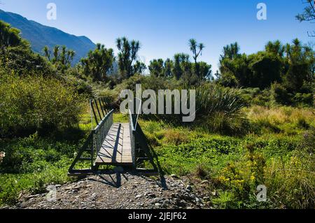 Fußgängerbrücke entlang des Wanderpegels durch die Rakatu Wetlands, Manapouri, Fiordland, South Island, Neuseeland. Hohe Kohlbäume im Hintergrund. Stockfoto