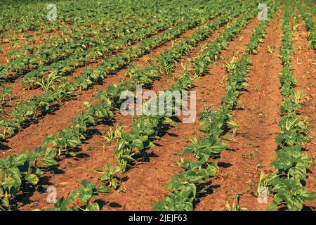 Unkraut im gemeinsamen Sonnenblumensprießfeld, Weitwinkel-Ansicht Stockfoto