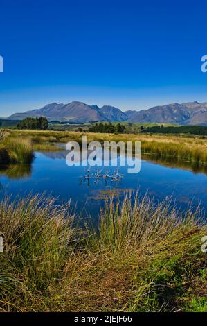 Klares Wasser mit Schilf in den Rakatu Wetlands, Manapouri, Fiordland, South Island, Neuseeland. Hohe Berge von Fiordland im Hintergrund Stockfoto