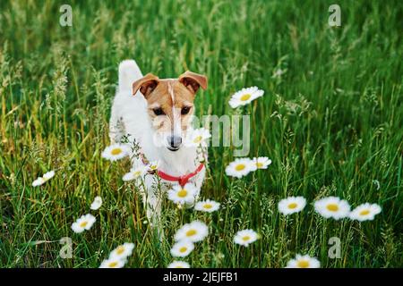 Niedlicher Hund sitzt im grünen Gras mit Kamillenblumen, Tierporträt auf der Sommerwiese Stockfoto