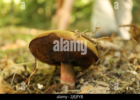 Pilze wachsen auf einem Baumstamm im Wald Stockfoto