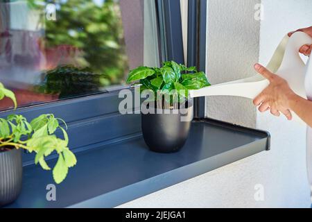Frau gießt Wasser aus der Gießkanne in die Hauptpflanze, die auf der Fensterbank steht, Houseplant Care Stockfoto