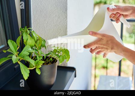 Frau gießt Wasser aus der Gießkanne in die Hauptpflanze, die auf der Fensterbank steht, Houseplant Care Stockfoto