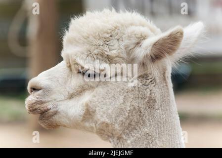 Ein weißer Alpaka auf einem Bauernhof mit einem verschwommenen Hintergrund auf Martha's Vineyard in Massachusetts. Stockfoto