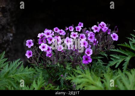 Geranium Maderense, auch bekannt als Riesenkraut-Robert oder Madeira Cranesbill, ist eine blühende Pflanze, die auf der portugiesischen Insel Madeira beheimatet ist. Stockfoto