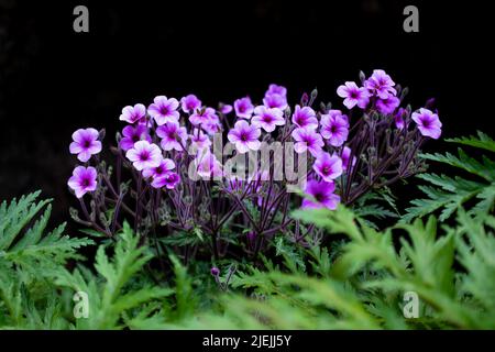 Geranium Maderense, auch bekannt als Riesenkraut-Robert oder Madeira Cranesbill, ist eine blühende Pflanze, die auf der portugiesischen Insel Madeira beheimatet ist. Stockfoto