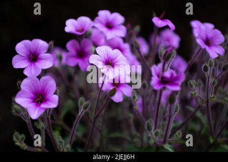 Geranium Maderense, auch bekannt als Riesenkraut-Robert oder Madeira Cranesbill, ist eine blühende Pflanze, die auf der portugiesischen Insel Madeira beheimatet ist. Stockfoto