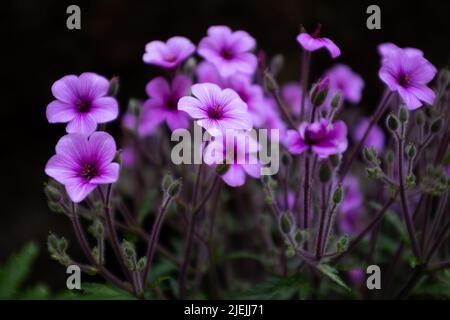 Geranium Maderense, auch bekannt als Riesenkraut-Robert oder Madeira Cranesbill, ist eine blühende Pflanze, die auf der portugiesischen Insel Madeira beheimatet ist. Stockfoto