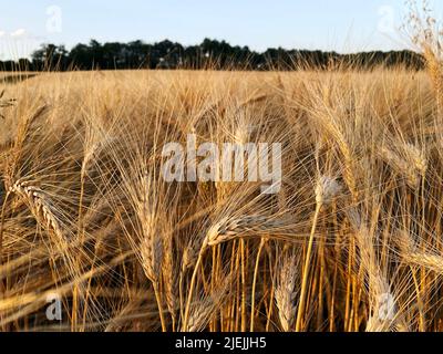 Bio-reifen Weizen in der Gers Saison 2022