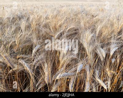 Bio-reifen Weizen in der saison 2022 Stockfoto