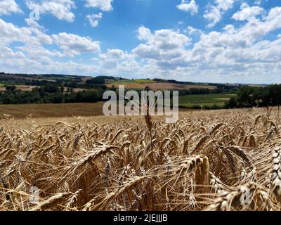 Weizenfelder im Sommer 2022. Beginn der Ernte