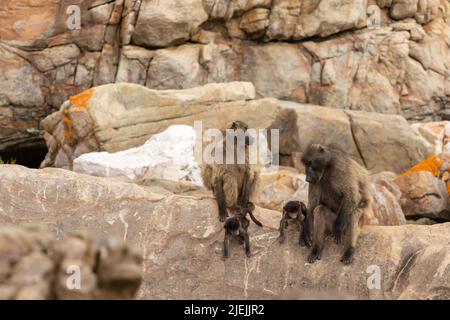 Eine Familie von wilden Chacma-Pavianen (Papio ursinus), darunter Erwachsene und Kleinkinder, sitzt zusammen auf einem felsigen Felsvorsprung in Cape Point, Südafrika. Stockfoto