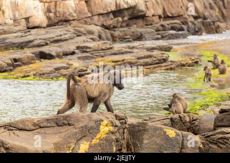 Ein einziger Pavian geht über die felsige Küste, während in der Ferne die Truppe nach Nahrung fickt. Cape Point, Kapstadt, Südafrika Stockfoto
