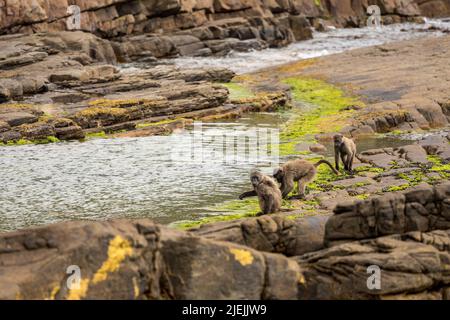 Truppe von Pavianen, die am Rande der Gezeitenbecken Nahrung finden. Cape Point, Kapstadt, Südafrika Stockfoto