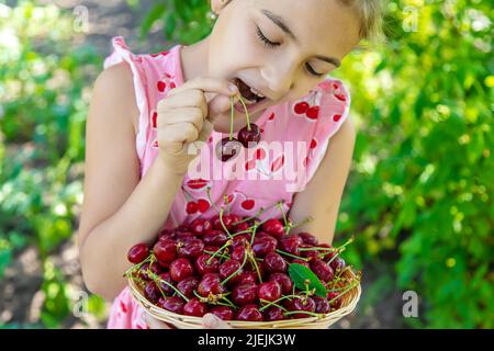 Ein Kind erntet Kirschen im Garten. Selektiver Fokus. Stockfoto