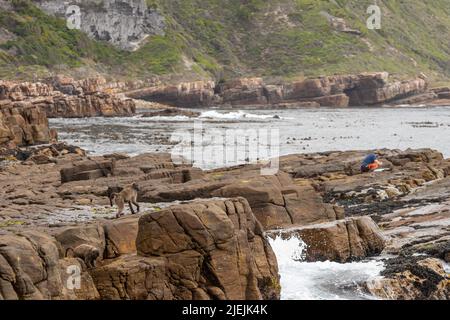 Ein Pavian läuft entlang der Küste von Cape Point, während ein Mann in der Ferne seinen Köder zum Angeln vorbereitet. Cape Point, Kapstadt, Südafrika Stockfoto