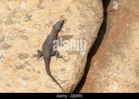Eine detaillierte Nahaufnahme von oben nach unten auf eine wilde Black Girdled Lizard (Cordylus niger) mit ihren strukturierten Schuppen auf einem Felsen in Cape Point, Südafrika. Stockfoto