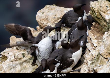 Nahaufnahme einer Gruppe junger Razorbills im Bemtpon Cliffs Nature Reserve Stockfoto