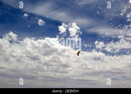 Die chilenischen Flamingos (Phoenicopterus chilensis) fliegen am blauen Himmel mit Wolken über der Chaxa Lagune im Salar der Atacama, Chile. Stockfoto