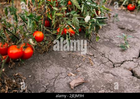 Landleben Öko Gartenarbeit reife Tomaten Stockfoto