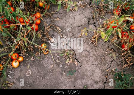 Sommer Draft Landwirtschaft getrocknete Tomaten Pflanzen Stockfoto