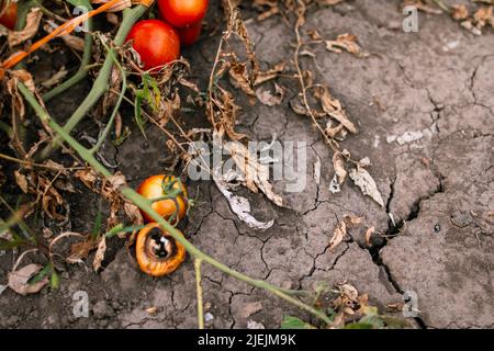 Sommer Draft Landwirtschaft getrocknete Tomaten Pflanzen Stockfoto