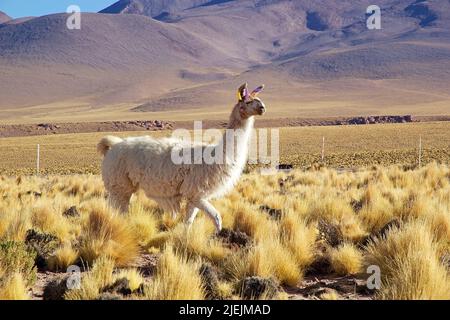 Lama glama in der Atacama Wüste, Chile Stockfoto