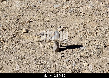 Patagonischer bergfink (Phrygilus patagonicus). Tier in freier Wildbahn Stockfoto