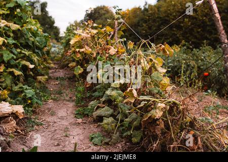 Natürliche Landwirtschaft Herunterschieben von Bio-Gurkenpflanzen Stockfoto