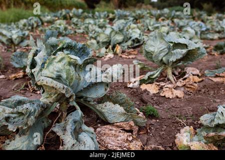 Landleben Öko Kohl im Garten Stockfoto