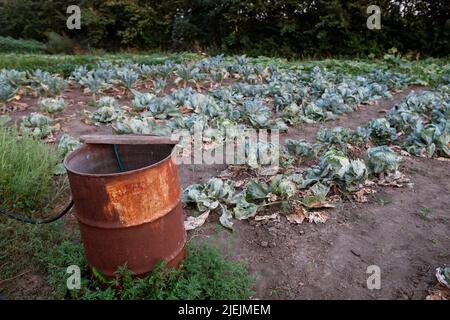 Sommer Draft Landwirtschaft getrocknete Kohlpflanzen Stockfoto