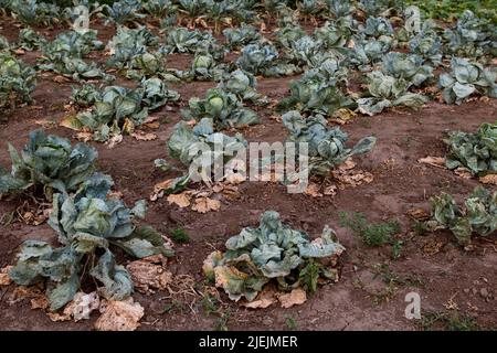 Landwirtschaftgarten Landleben Reihen Kohl Stockfoto