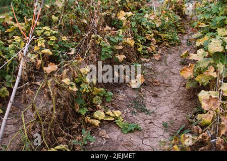 Natürliche Landwirtschaft Herunterschieben von Bio-Gurkenpflanzen Stockfoto