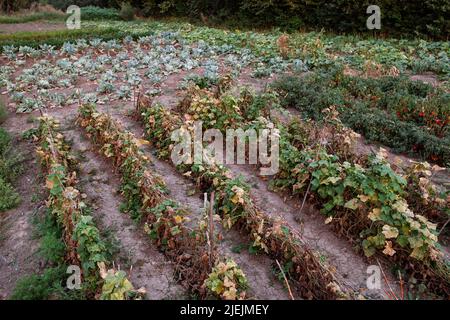 Natürliche Landwirtschaft Herunterschieben von Bio-Gurkenpflanzen Stockfoto