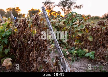 Natürliche Landwirtschaft Herunterschieben von Bio-Gurkenpflanzen Stockfoto