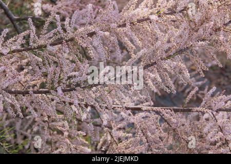 Frühlingshintergrund der Natur, violettes Bokeh. Tamarix ramosissima blüht mit weißen, hellen Blütenblättern. Grußkarte für den Muttertag. Blühende Garde Stockfoto