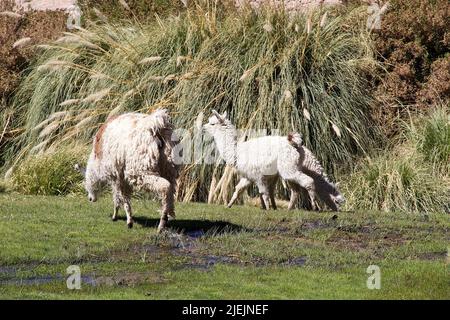 Lamas (Lama glama) im Dorf Caspana, Chile. Caspana ist ein chilenisches Dorf, 85 km von Calama entfernt, in der Schlucht, die vom Fluss geformt wurde und den Namen A teilte Stockfoto